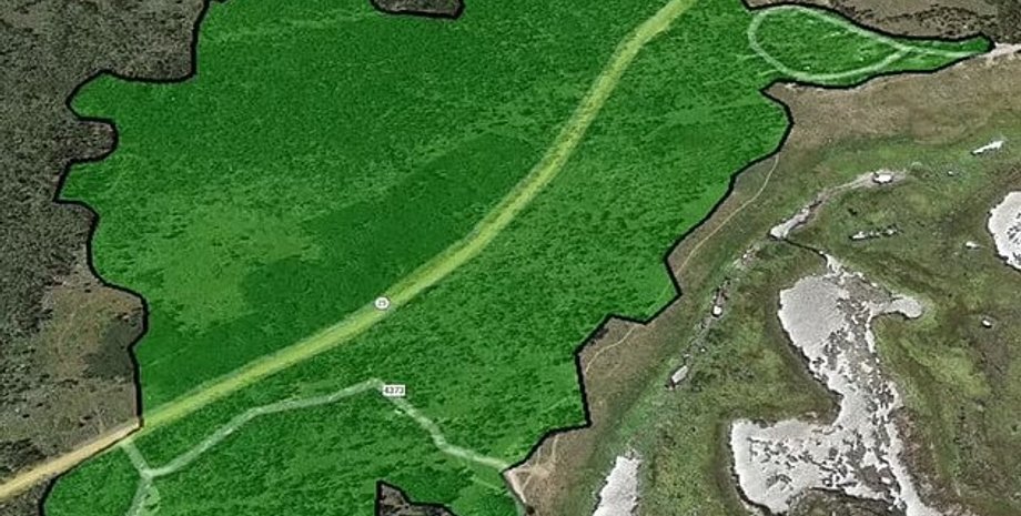 пандо, ліс пандо