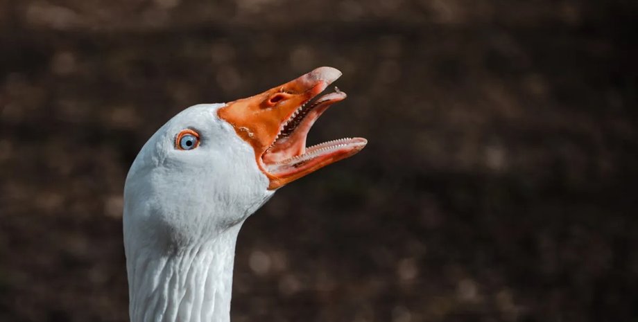 гуси, зуби гусей