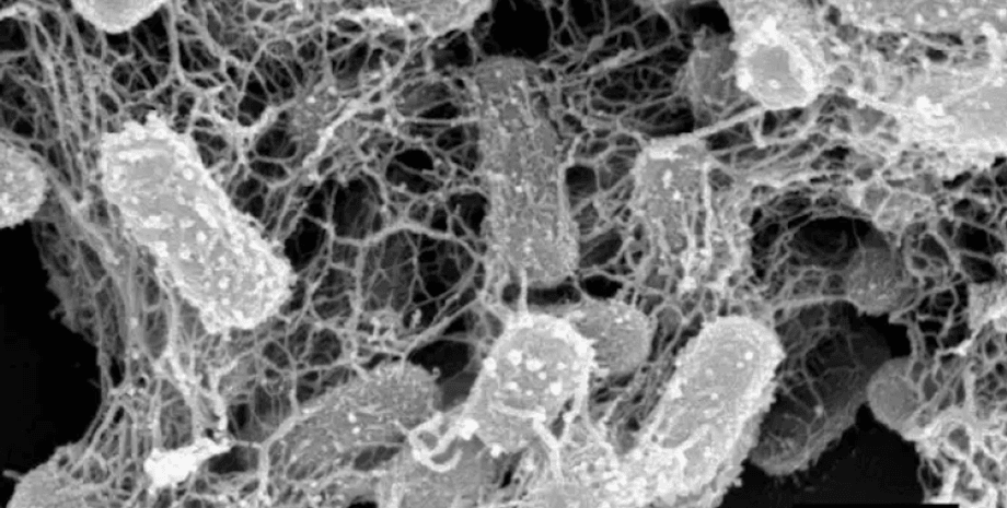 наносітка, бактерії