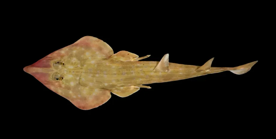 вчені, дослідження, океан, нові види, біорізноманіття, акула