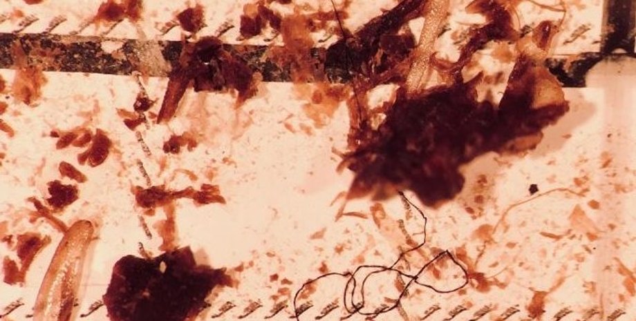 Пластик в рыбах