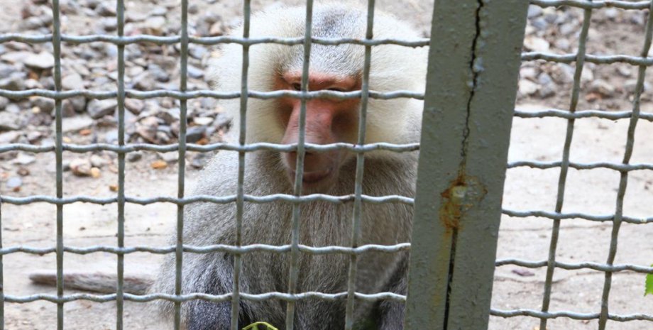 Фото: Думская