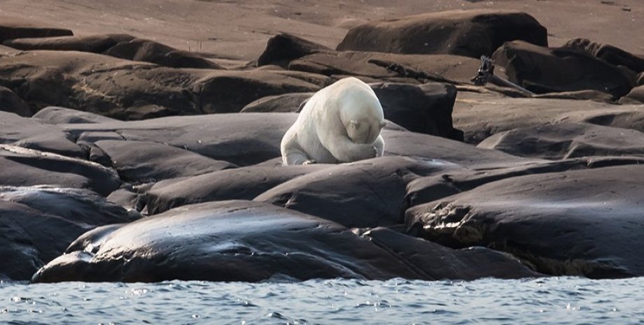 полярний ведмідь, Арктика, скелі, вода, фото