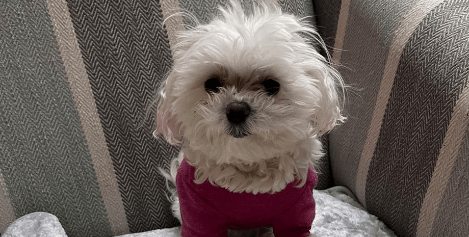 Врач из США отказался усыпить маленькую собаку и оставил ее себе, что произошло через восемь лет, курьезные истории