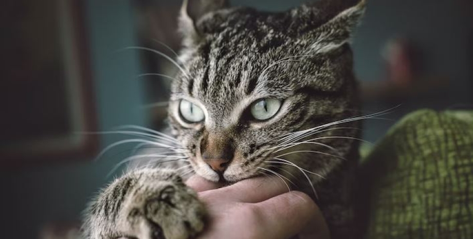 кошки, домашние кошки, болезни кошек