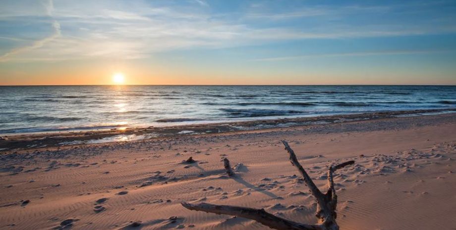 В США на пляже нашли загадочное морское существо, некоторым оно напоминает динозавра, но эксперты утверждают, что это мурена