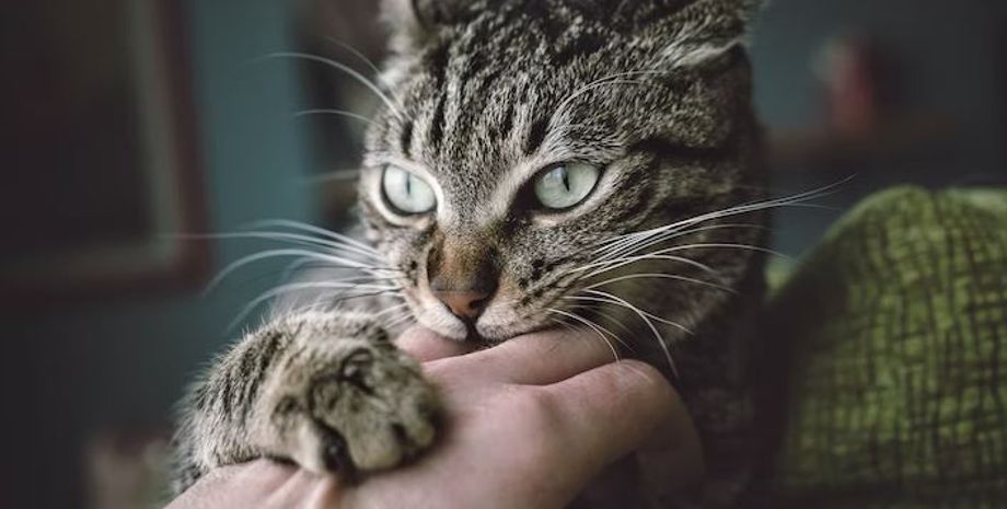 кошки, домашние кошки, болезни кошек