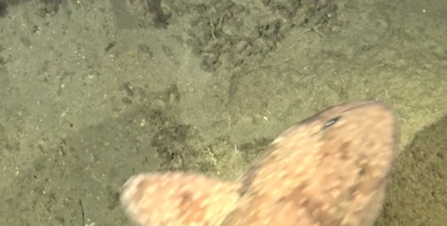 акула Cephaloscyllium pictum