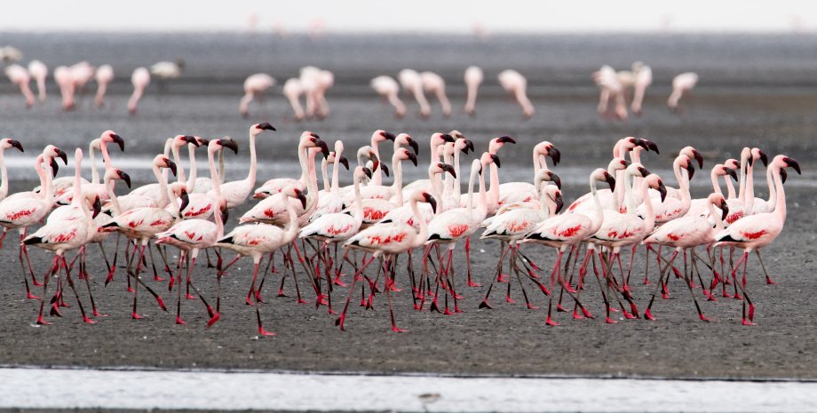 Фламинго уничтожают урожаи в Италии фламинго в Европе