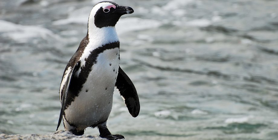 африканські пінгвіни, пінгвін