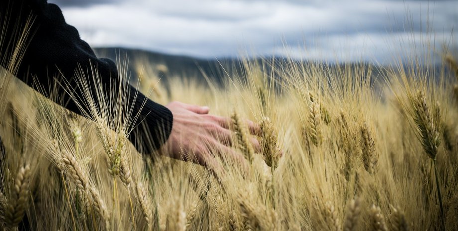 пшеница, пшеничное поле, колоски, сельское хозяйство, агробизнес, урожай, битва за урожай