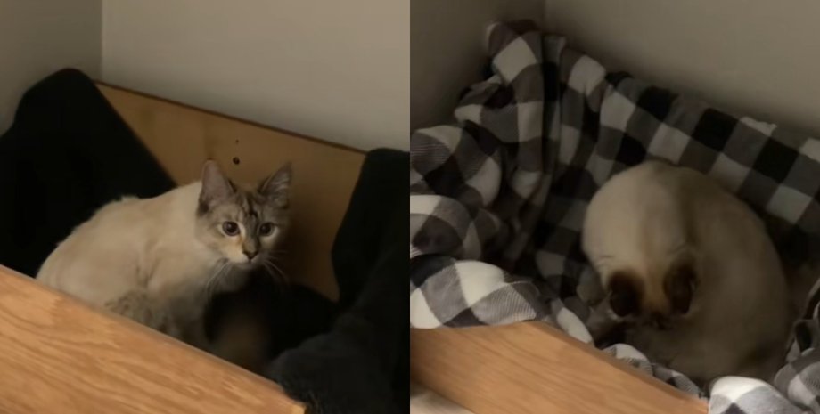 Кошка, необычное поведение кошки, кошка родила, кошка в необычной позе, кошка ходит за хозяйкой, родила котят, кошка удивила женщину, сюрприз