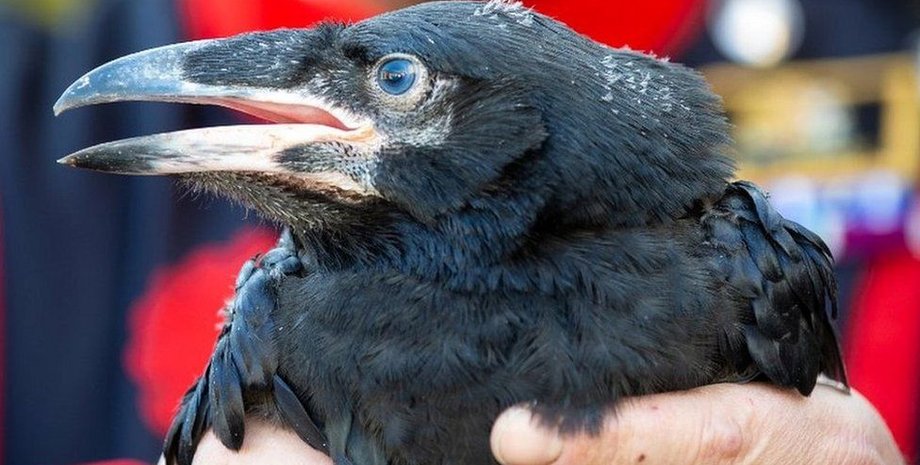 ворон, тауэр