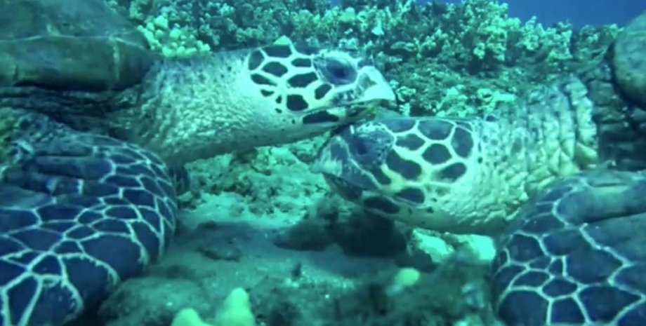 морські черепахи, обійми