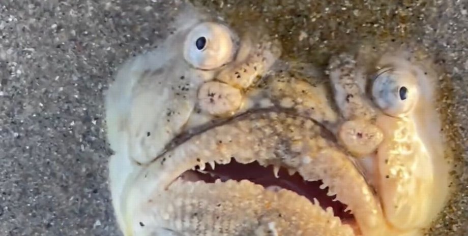 Необычное морское животное