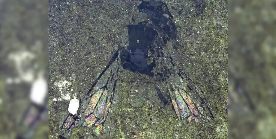 Leioproctus, Нова Зеландія, бджола, скам’янілість, відкриття, знахідка, еволюція, походження, новий вид