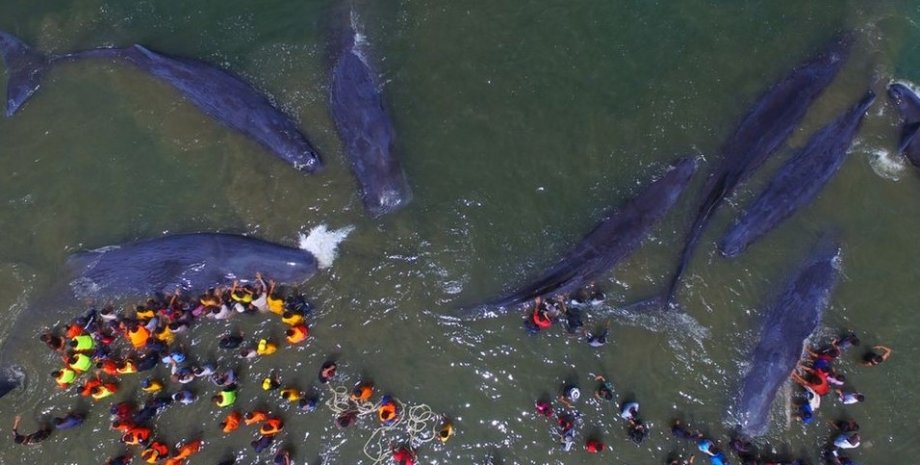 киты, массовая гибель китов