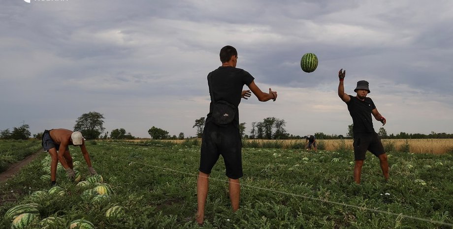 Аграрії проводять збір кавунів на Херсонщині