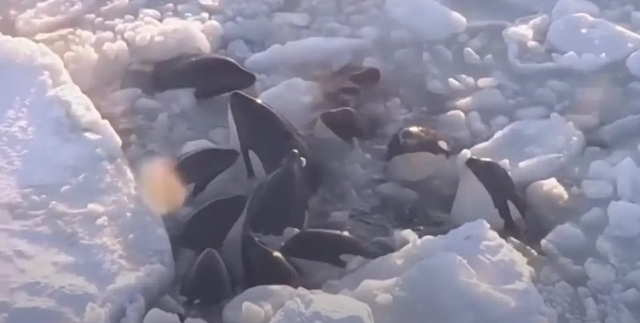 косатки, косатки лед, косатки ловушка из льда