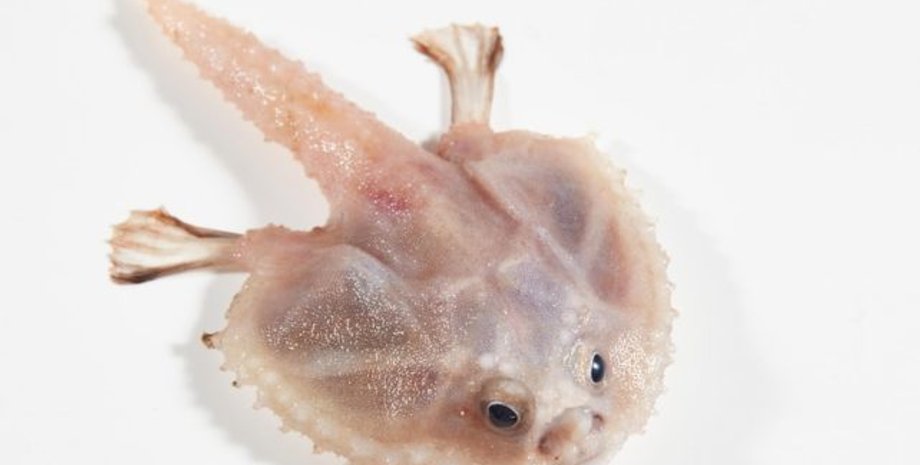 нетопор, морський нетопор