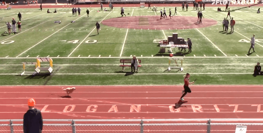 сша, бег, соревнования, собака