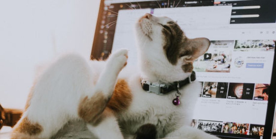 кіт, стрибок на клавіатуру, ноутбук, база даних, збій системи