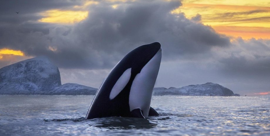 Фото: AUDUN RIKARDSEN