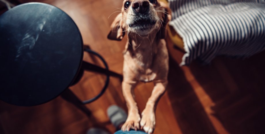 собака, домашние животные, как отучить собаку прыгать