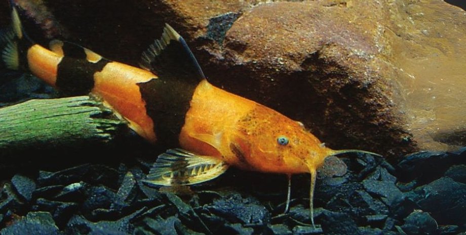 помаранчевий сом- джміль у річці