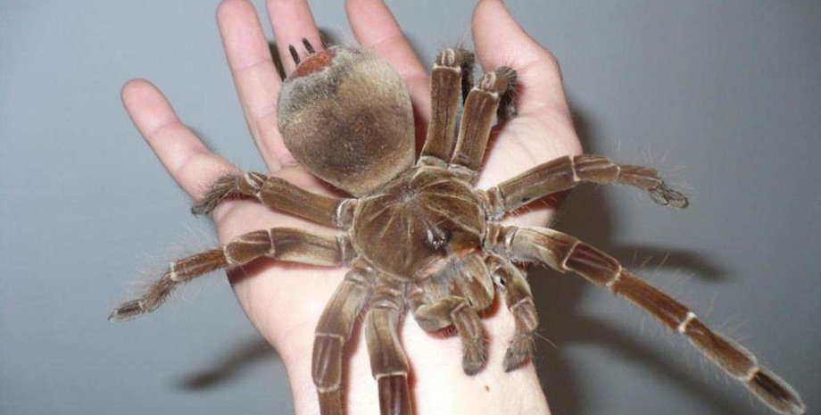 Китай, Англия, крабовый паук, паук-охотник, паук месяц плыл по морю, паук путешествовал по морю