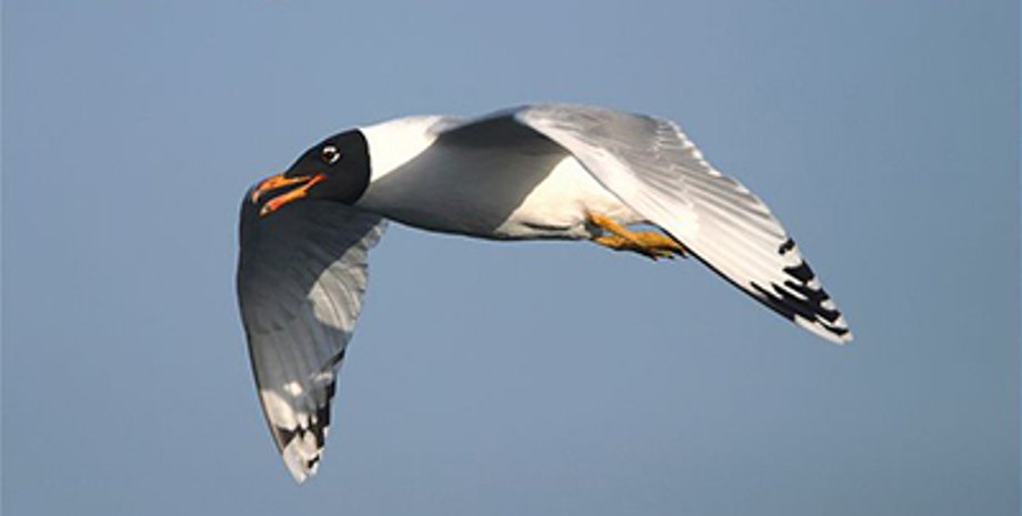 Птах, мартин каспійський, Червона книга