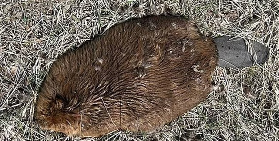 бобер, мертвый бобер