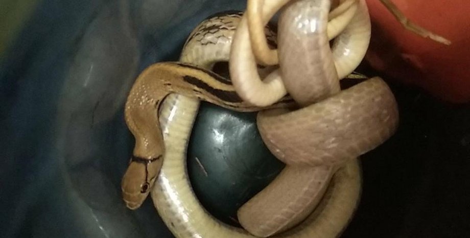 Фото: Facebook Kyiv Animal Rescue Group