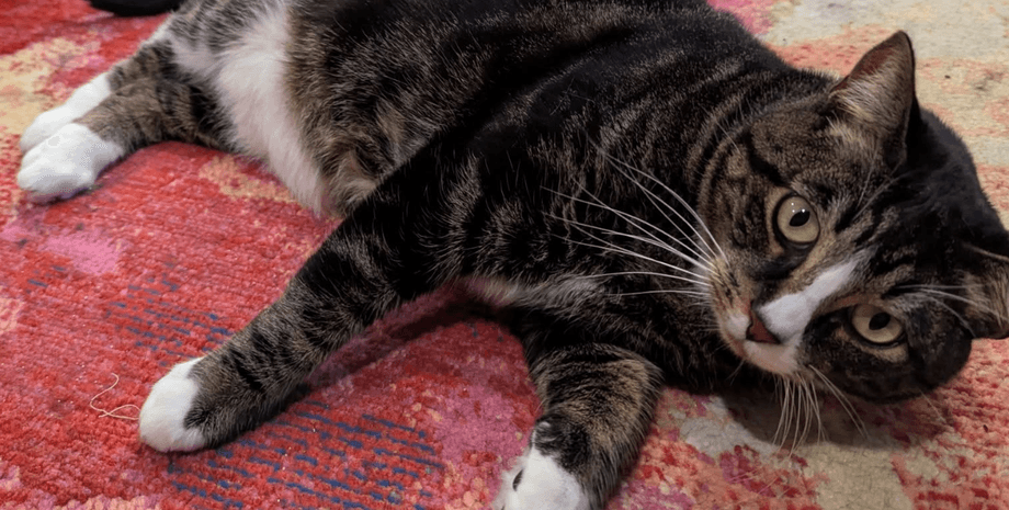 Кіт Денніс з ожирінням