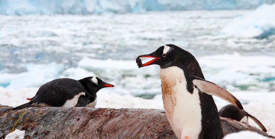 пінгвін пара