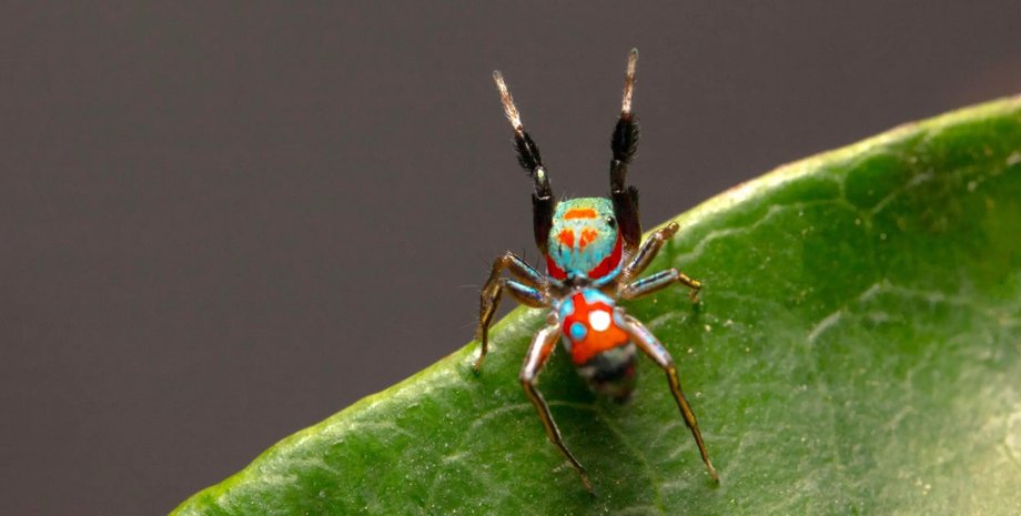 пауки скакуны, пауки и муравьи