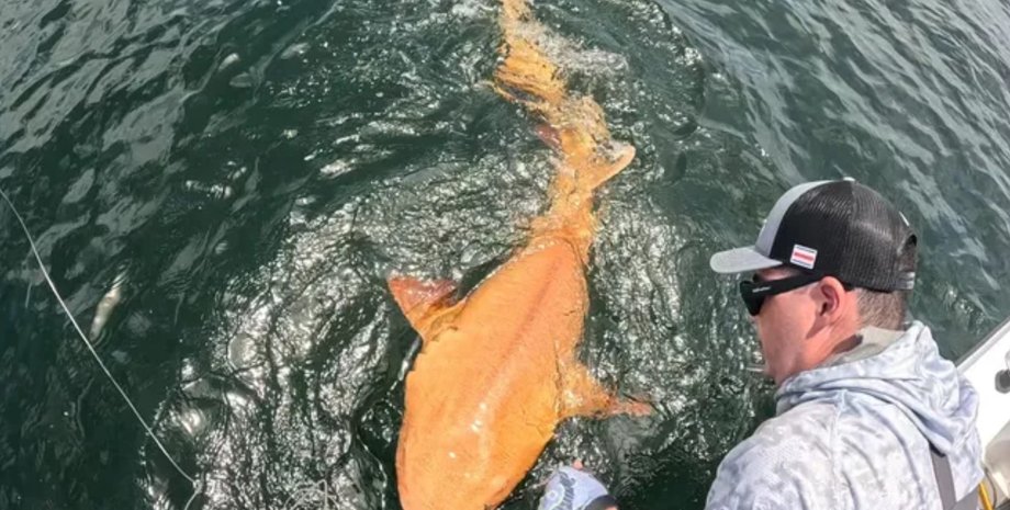 оранжевая акула