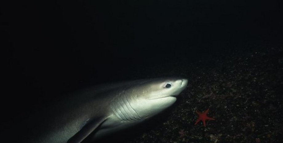 Шестижаберная глубоководная акула