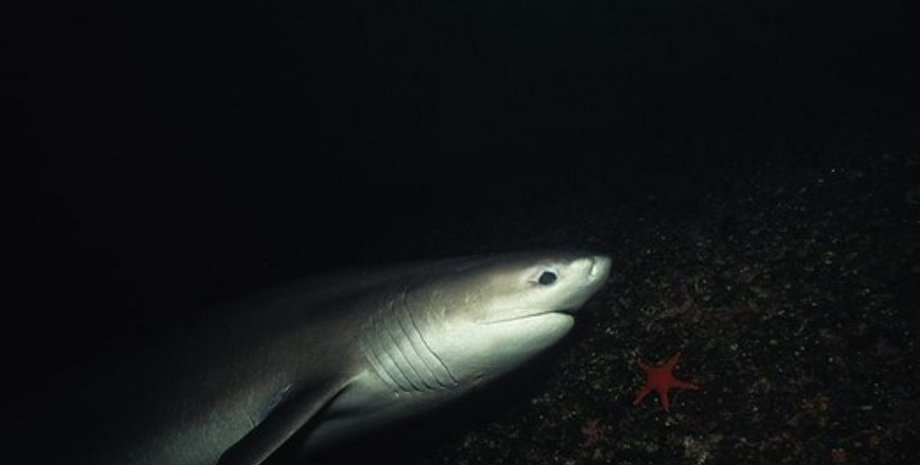 Шестижаберная глубоководная акула