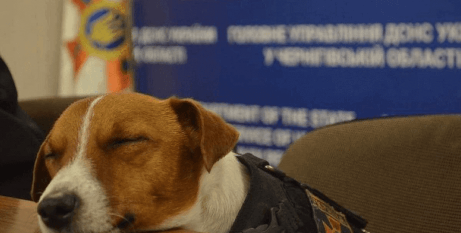 титул пса патрона, пес патрон, пес патрон чернигов, пес патрон награда, песпатрон юнисеф