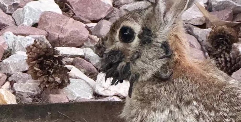 кролик із наростом на голові кролик вірус папіломи