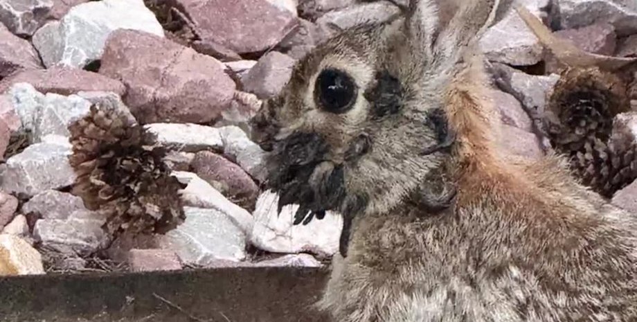 кролик вірус папіломи