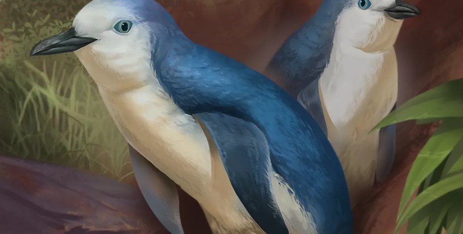 пингвин, Eudyptula wilsonae