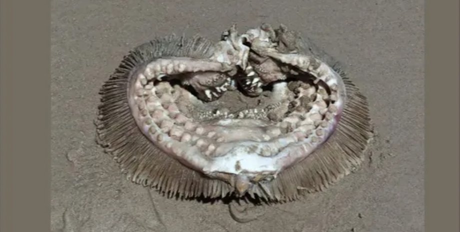 Существо, останки рыбы, пляж