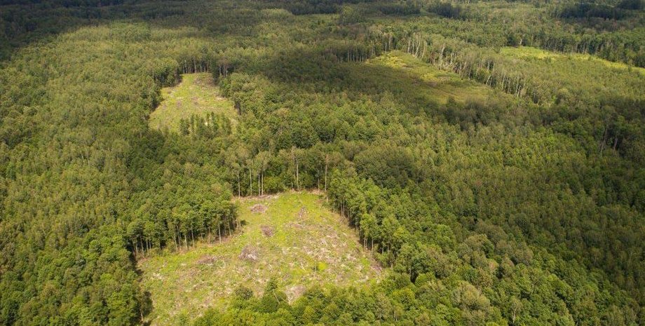 Фото: Ns-plus.com.ua