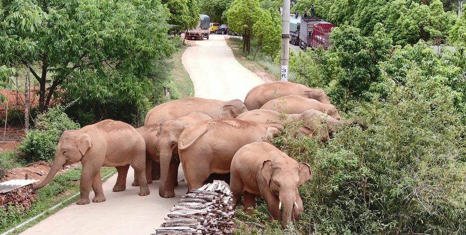 слоновья прогулка, слоны, китай