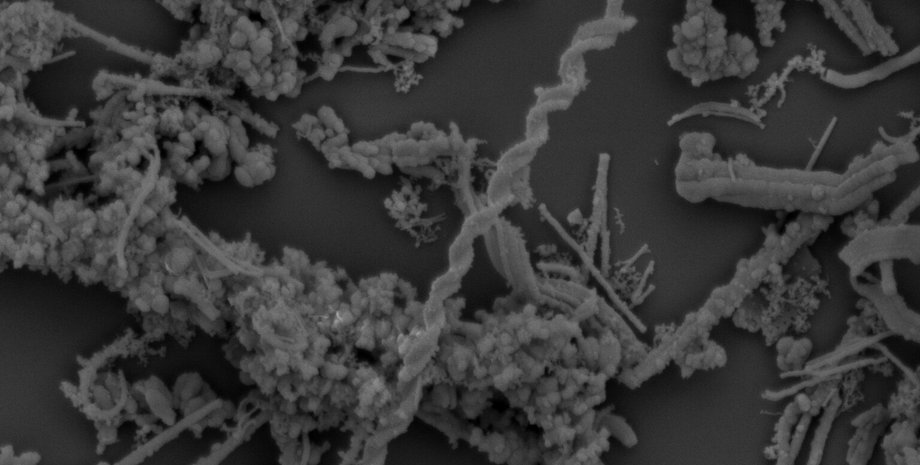 мікроби під мікроскопом знімок