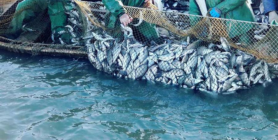 Фото: agroportal.ua