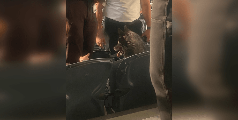 собака на концерті, тварина на концерті, концерт metallica, рок-концерт