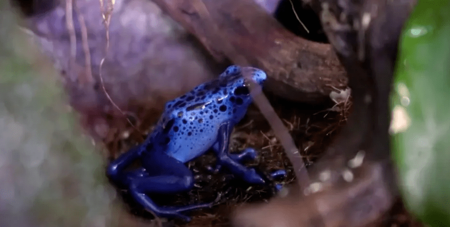 L'homme a trouvé un caviar de grenouille dans un grand étang à côté de sa maison...